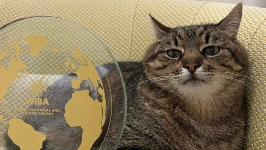 Macja ‘Stepan’,fenomeni i Instagramit dhe Tik-Tokut merr çmimin e rëndësishëm (VIDEO)
