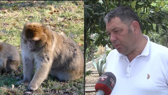 Lija e majmunëve/ Ulqinaku për Report Tv: Shqipëria ka përvojën e COVID! S’ka vend për panik, përhapet te kontaktet e ngushta