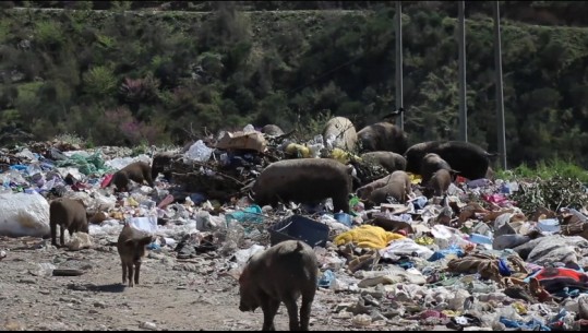 Vendgrumbullimi në Tepelenë emergjencë mjedisore, mbi 10 ton plehra depozitohen pranë shtratit të Vjosës