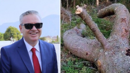 Ironia therëse e Murrizit: Parlamenti do ketë kandidat për President këtë drurin simpatik