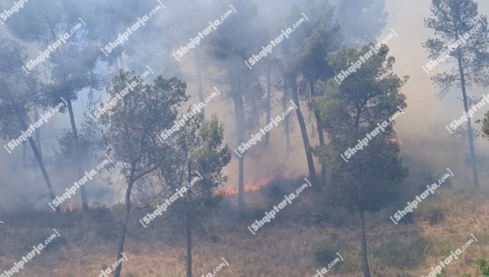 Zjarr i madh në Rrogozhinë, era e ndihmon të përhapet me shpejtësi! Zjarrfikësit e vënë nën kontroll (VIDEO)