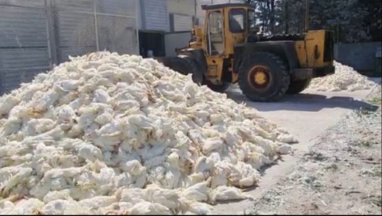 Gripi i shpendëve/ Dy pulari kërkojnë kompensim për pulat e asgjësuara, kompanitë: Do të padisim Ministrinë e Bujqësisë