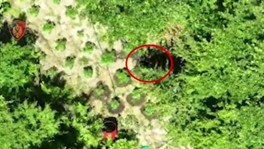 VIDEO/ Ishte duke ujitur bimët e kanabisit, ‘droni’ kap mat 45-vjeçarin në Krujë! Tenton të fshihet, por arrestohet nga policia