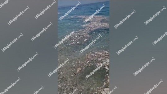 Ndotet deti në plazhin e Shpellës së Lukovës në Sarandë, dyshohet se janë derdhur vajra nga anijet (VIDEO)