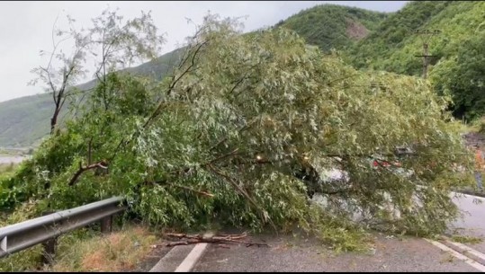 Moti i keq, rrëzohet një pemë në aksin Elbasan-Librazhd! Bllokohet njëra korsi e rrugës