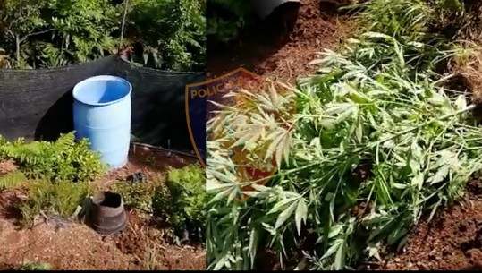 Droni zbulon 560 bimë narkotike në Velipojë, arrestohet 24-vjeçari, në kërkim shoku i tij