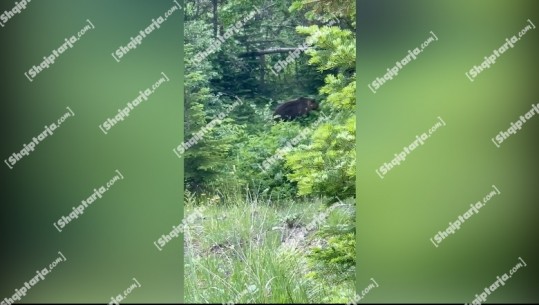 VIDEOLAJM/ Nga një distancë shumë e afërt, filmohet ariu i murrmë në Devoll