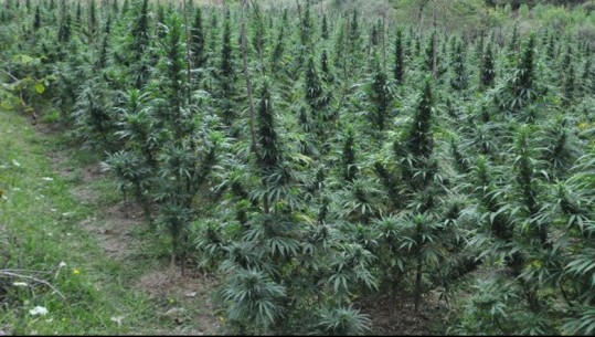 Arrestohen shefi i policisë dhe 3 efektivë në Velipojë, dyshohet se favorizuan kultivimin e bimëve narkotike në zona të ndryshme