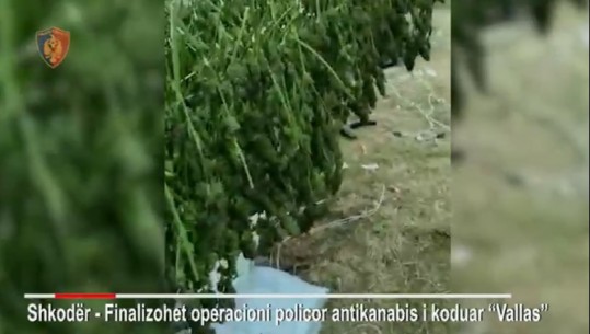 Shkodër, sekuestrohen 246 kg kanabis në fshatin Vallas, 6 në pranga dhe 8 të tjerë në kërkim (VIDEO)