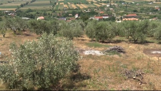 'Kanceri i ullirit', sëmundja shkatrron 20 ha në Lezhë! Fermerët: Përdorëm plehra krimikë, duam dëmshpërblim