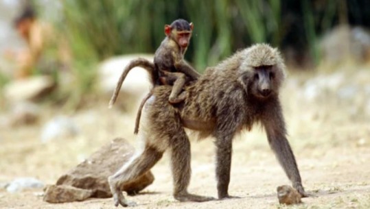 Nëna po e ushqente, majmunët futen në oborrin e shtëpisë dhe ‘rrëmbejnë’ foshnjën në Tanzani! Ndërron jete nga plagët në trup dhe kokë