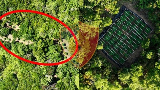 Kishte mbjellë kanabis në një zonë të pyllëzuar, droni i policisë ‘kap mat’ 27-vjeçarin në Lezhë, shpallet në kërkim