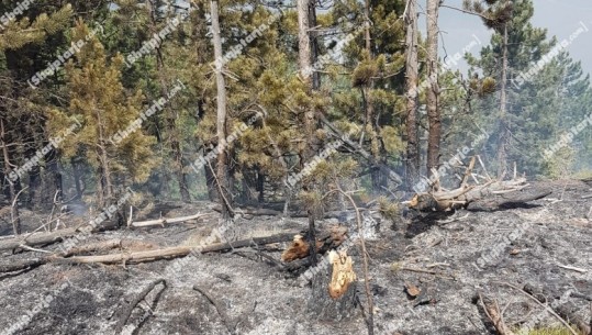 Zjarr në masivin pyjor në Mirditë, brenda disa orëve izolohet vatra