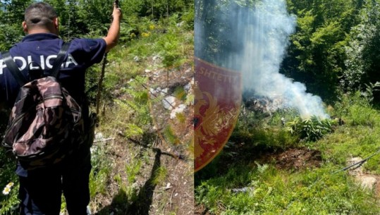 Zbulohen 2 parcela me 350 rrënjë kanabis në Shkodër, 2 kultivuesit i shpëtojnë policisë