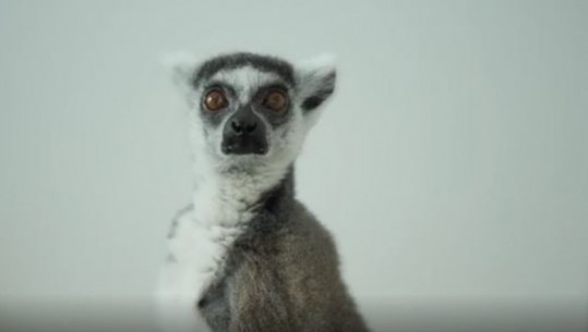 Një kafshë e re i shtohet Kopshtit Zoologjik të Tiranës! Veliaj poston videon: Mbreti Julien ka ardhur në kryeqytet
