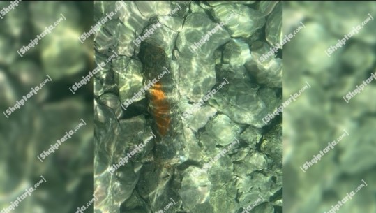Vlorë/ Gjendet një predhë e paplasur në ujërat e Karaburunit