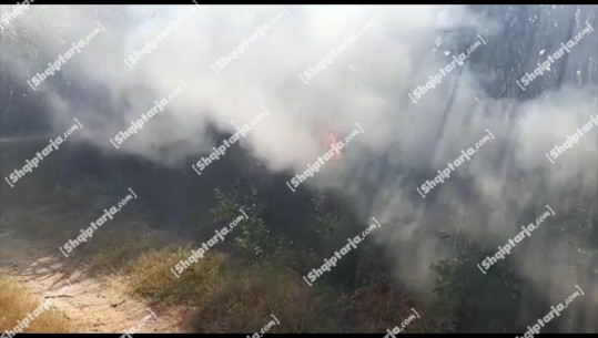 Vihet nën kontroll zjarri në Roskovec, u dogjën 20 hektarë sipërfaqe toke dhe dhjetëra koshere bletësh! Rrezikoheshin disa banesa dhe stalla pularish (VIDEO)