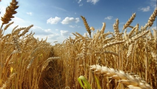 Kiev: Rusët eksportuan 400,000 ton grurë ukrainas