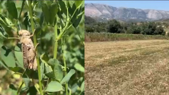 Mungesa e dezinfektimit po dëmton bujq e blegtorë! Fermerët e Vlorës: Insektet dhe karkaleci po sjellin dëme! Zyrtarët vendorë: Zgjidhja e vetme dezinfektimi i zonës