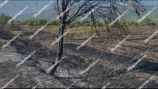 Dy vatra zjarri në Troshan dhe Zejmen të Lezhës, shkrumbohen 60 hektarë sipërfaqe me ullinj e pemëtari