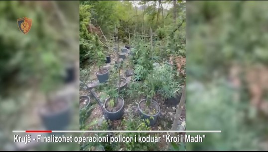 Babë e bir kultivonin kanabis në banesën e tyre në Fushë Krujë, arrestohen me 3.7 kg lëndë narkotike (VIDEO)