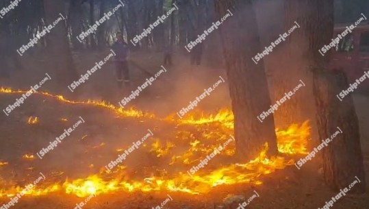 Zjarr në pyllin e Sodës në Vlorë, rrezikohet përhapja e flakëve (VIDEO)