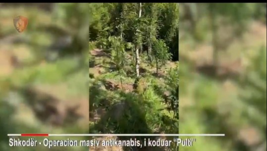 Operacioni anti-kanabis ‘Pulti’ në Shkodër, asgjësohen 4200 bimë narkotike! 250 efektivë në terren duke kryer kontrolle (VIDEO)