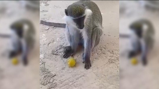 E pazakonte në Sarandë, majmuni rreh me shpulla punonjësin e bashkisë (VIDEO)
