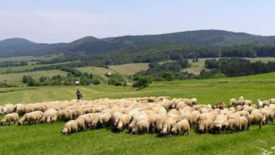 Kriza e blegtorisë, çobanët po shesin bagëtitë dhe largohen në emigracion nga mungesa e subvencioneve