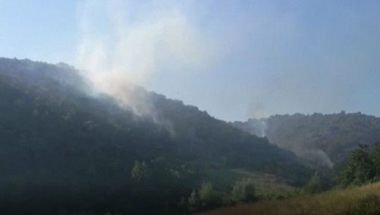 Zjarret në Lushnje, digjen mbi 45 hektarë ullishte! Zjarrfikësit dhe banorët përpiqen të shuajnë flakët me mjete rrethanore