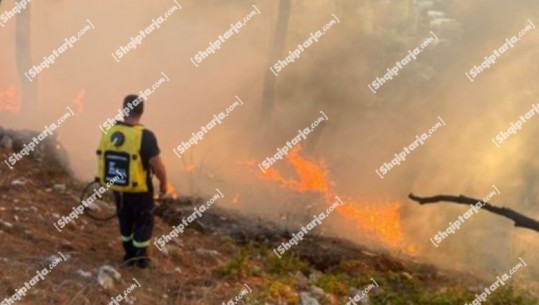 Zjarr në Tërpani të Poliçanit, flakët shkrumbojnë pyllin me pisha e shkurre, në ndihmë edhe zjarrfikësit e Beratit