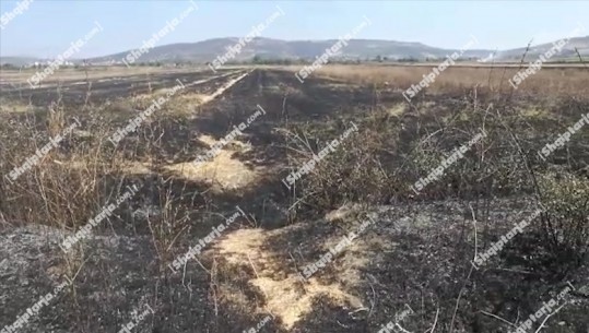 Fermerët në Lushnjë u vënë zjarrin parcelave për të larguar karkalecat, flakët dalin jashtë kontrollit, digjen qindra ha ullinj