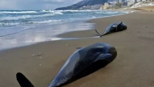 Ukraina: Të paktën 5 mijë delfinë kanë ngordhur në Detin e Zi që nga fillimi i luftës