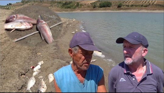 Temperaturat e lartë thajnë rezervuarin e Kasharajt në lushnjë, ngordhin tonelata peshq