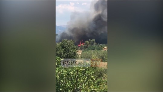 Zjarr në periferi të Fushë-Krujës, digjen disa pemë frutore dhe rrezikohen banesat