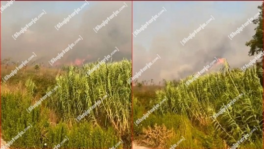 Zjarri në dy fshatra të Divjakës, shoqërohen në polici 5 persona