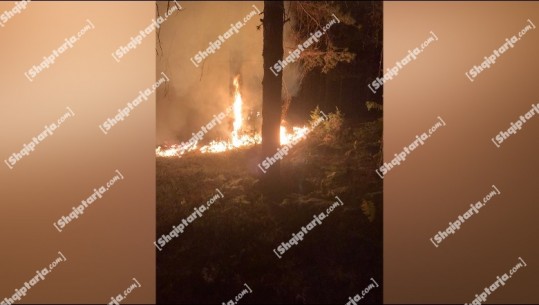 Zjarret/ Shuhen flakët në pyllin me pisha në Kolonjë (VIDEO)