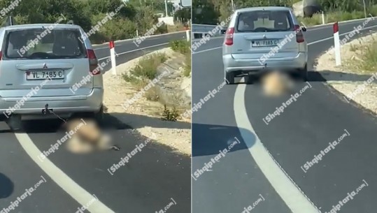 E trishtë! Shoferi lidh qenin pas makine dhe e tërheq zvarrë në Vlorë! Shoqërohet në Polici
