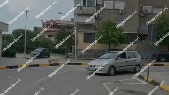 Tërhoqi zvarrë qenin në Vlorë, momenti kur shoqërohet në Komisariat shoferi