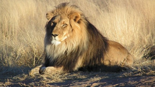 Dita Botërore e Luanit, WWF ngre alarmin: Gjuetia pa leje, 'mbreti i xhunglës' rrezikon zhdukjen 