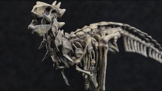 Zbulohet fosili i dinozaurit ‘tank’ në Argjentinë, jetoi 100 mln vjet më parë