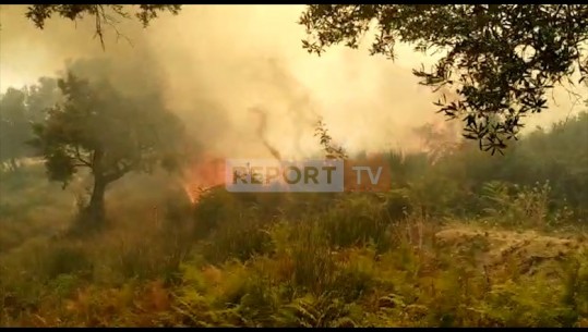 Zjarr në Babicë të Vlorës, digjen kodrat me ullinj! 3 zjarrfikëse po punojnë për shuarjen e flakëve, rrezikohet linja e tensionit të lartë