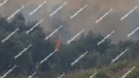 Zjarri në Alikokë të Vlorës, flakët djegin qindra rrënjë ullinj