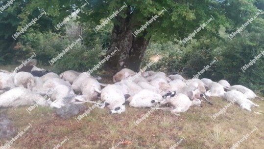 FOTOLAJM/ Rrufeja i vret 165 krerë bagëti, çobani në Gramsh: Më iku buka e gojës 