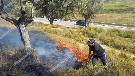 Zjarr në Sherishtë të Vlorës, flakët djegin sipërfaqen me ullinj