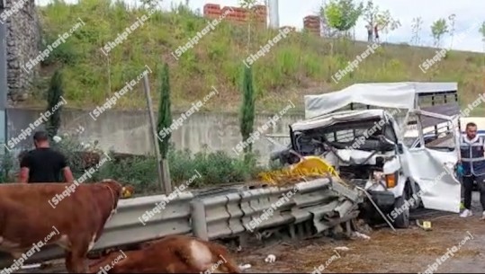 Tiranë/ Kamionçina që po transportonte viça përplaset me trafikndarësën, humb jetën shoferi (VIDEO)