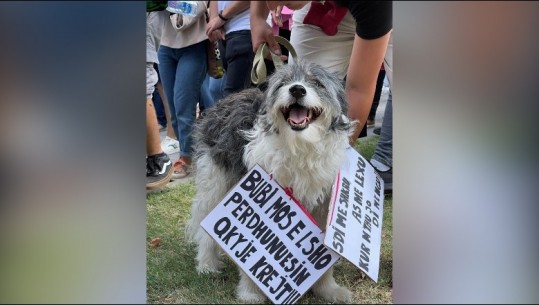 FOTOLAJM/ Abuzimi seksual ndaj 11-vjeçares, qytetari merr qenin në protestë, i var pankartën në qafë: Bubi, mos e lësho përdhunuesin