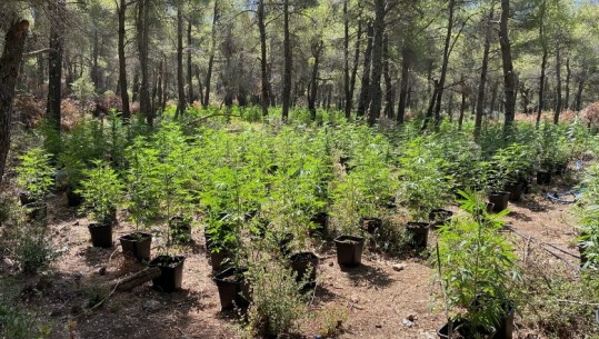 Plantacion kanabisi në pyjet afër Athinës, në pranga 5 shqiptarë në Greqi! Kishin ngritur një ‘bazë’ ku u gjet armatim i rëndë