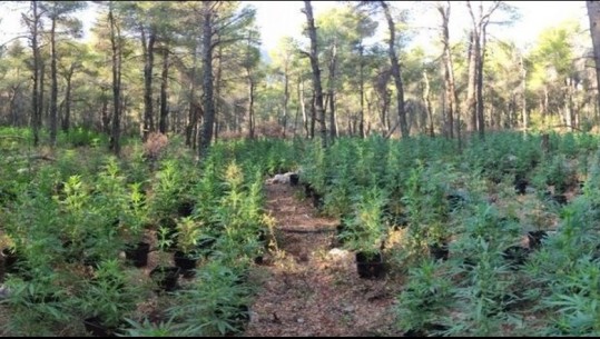 Plantacion kanabisi në pyjet afër Athinës, në pranga 5 shqiptarë në Greqi! Kishin ngritur një ‘bazë’ ku u gjet armatim i rëndë