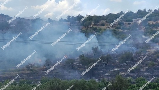 Ksamil, zjarr në ullishtat brenda parkut të Butrintit! 2 zjarrfikëse nisen nga Saranda